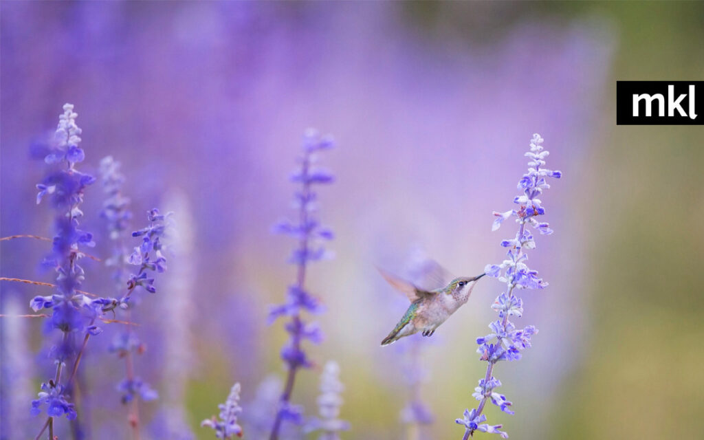 English lavender