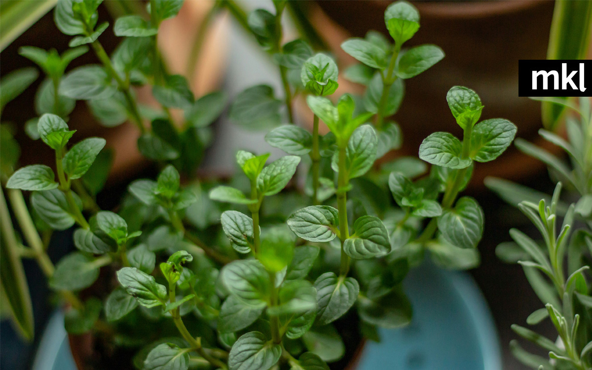 peppermint simple syrup