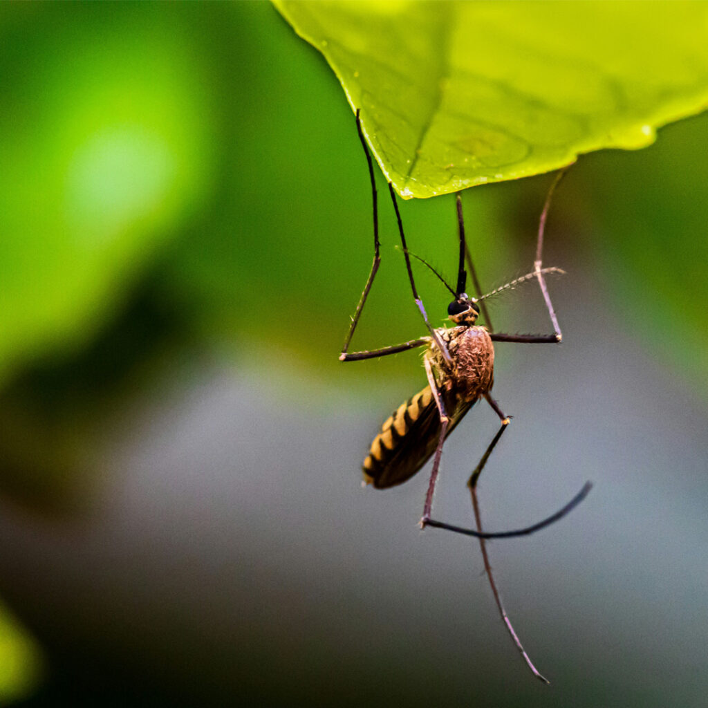 Mosquito in Kelowna garden