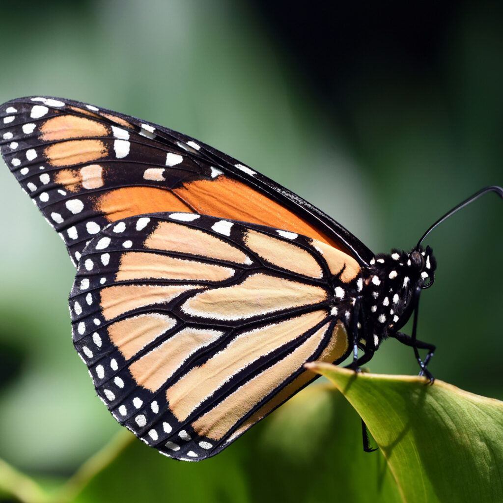 Butterfly in Kelowna garden