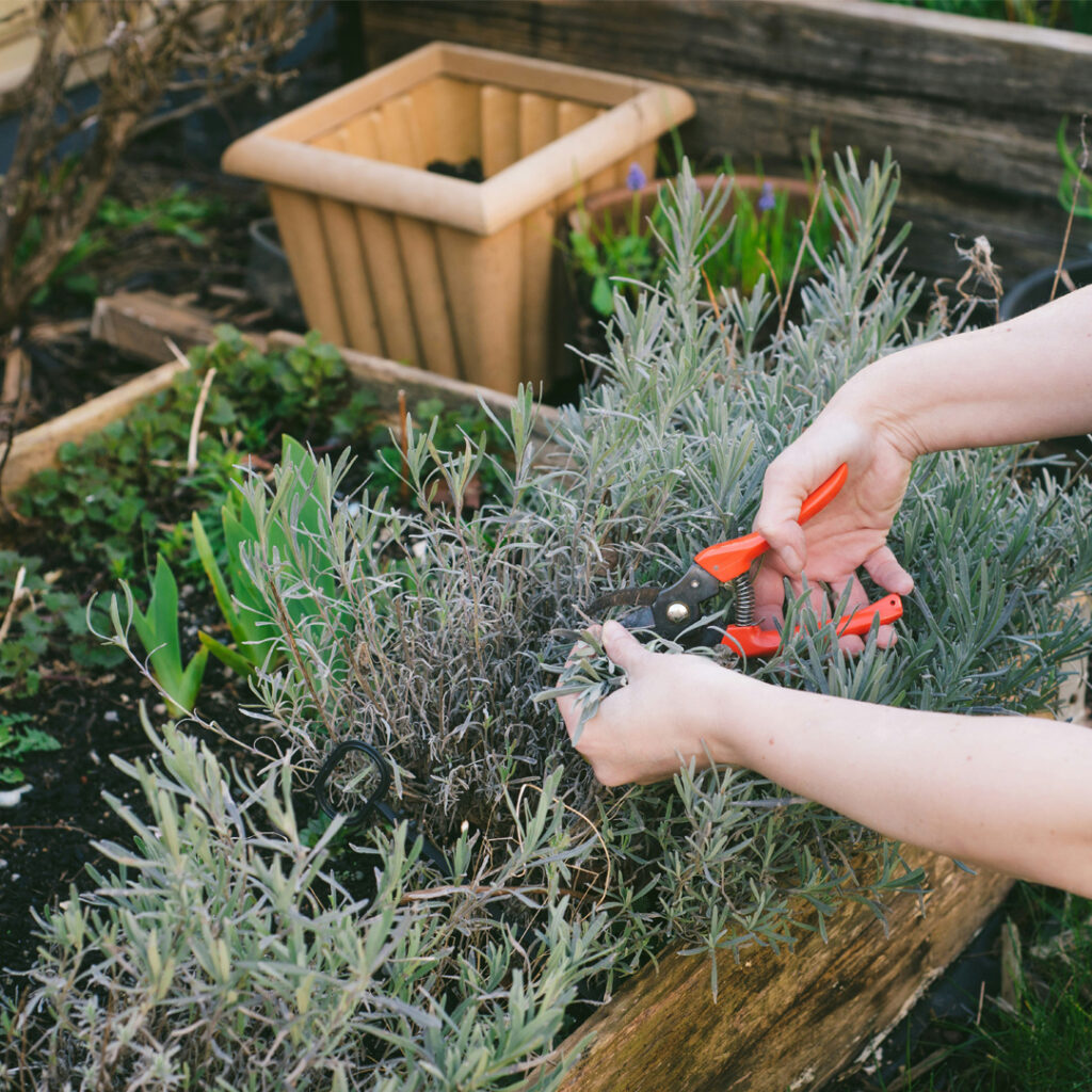 A woman clipping lavender in garden Kelowna